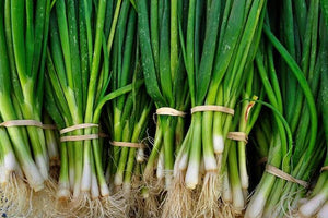 Spring Onion Bunch