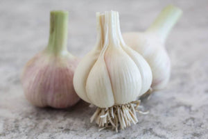 Nz fresh garlic
