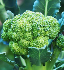 Large Broccoli 2 for 5