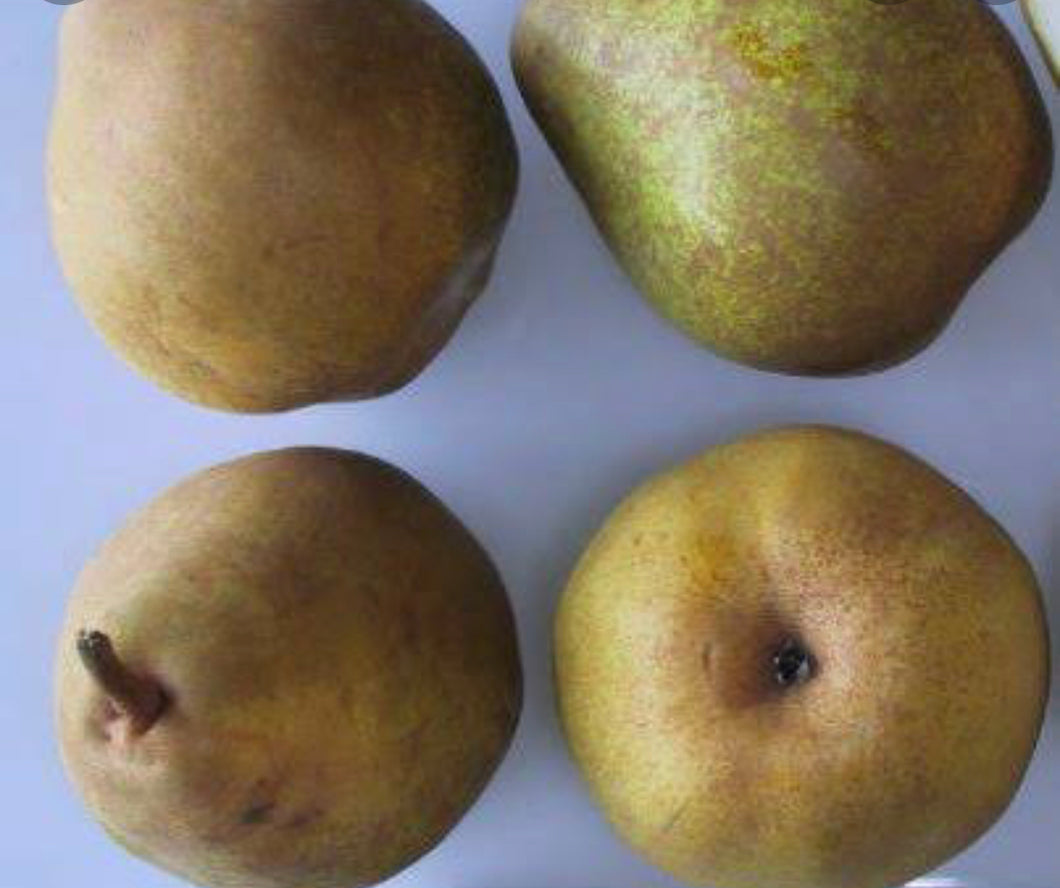 pear winterneils 1kg